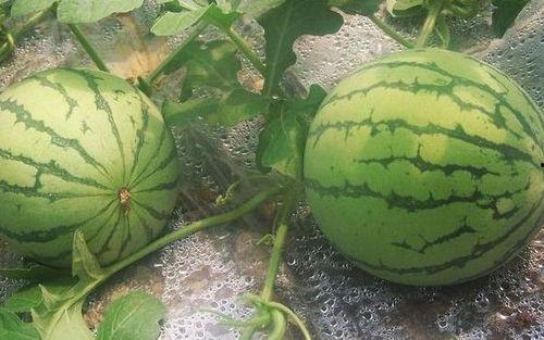 吃捧瓜好吗,捧瓜背后的社会心理