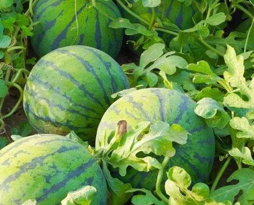 痴呆吃瓜头像,揭秘老年痴呆症患者的独特生活瞬间