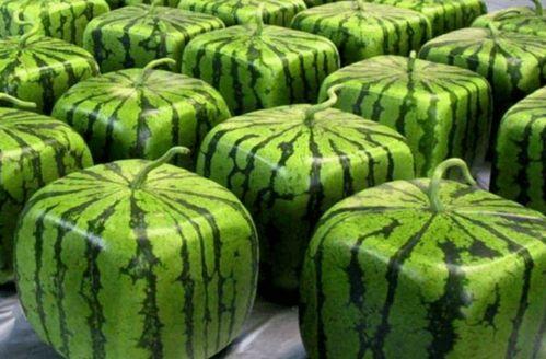 中国出题官吃瓜,趣味与智慧的碰撞