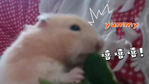 吃瓜崽乖乖,揭秘娱乐圈那些不为人知的幕后故事